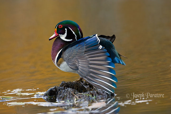 Male Wood Duck- first post
