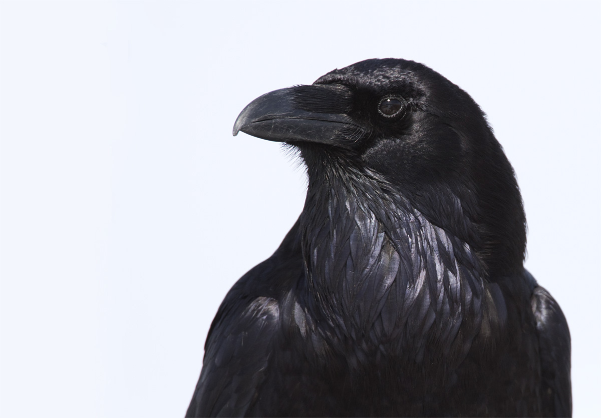 Raven Portrait