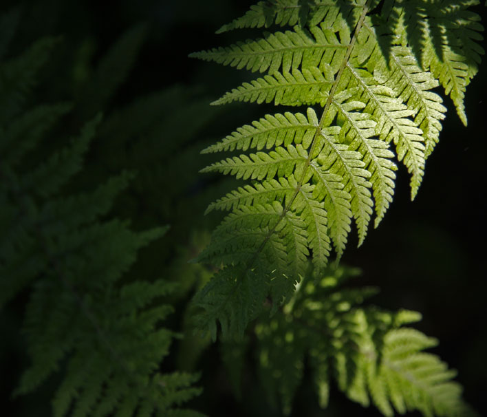 Ferns