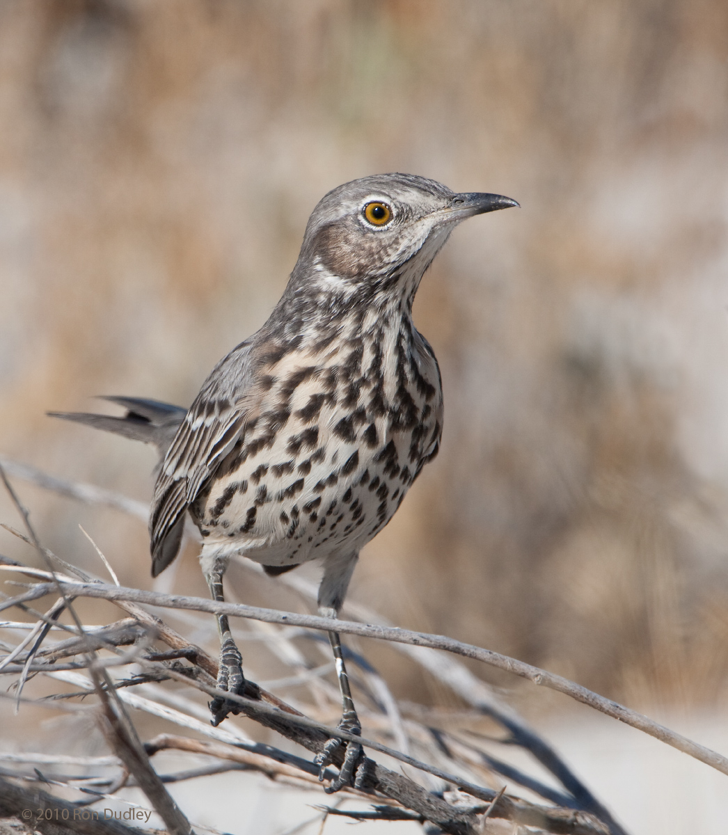 Sage Thrasher