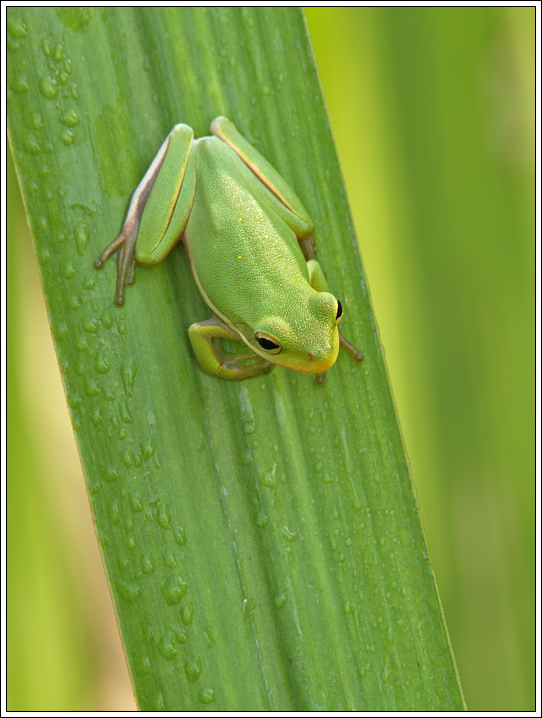 Green Tree Frog