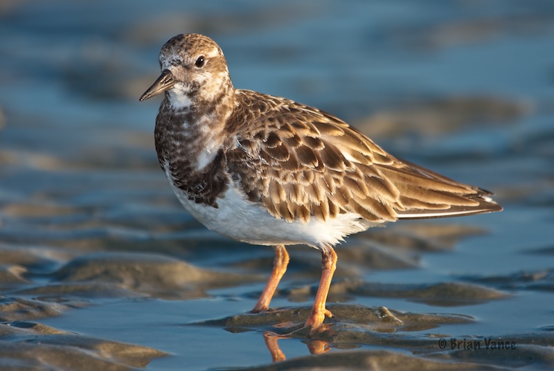 Ruddy Turnstone