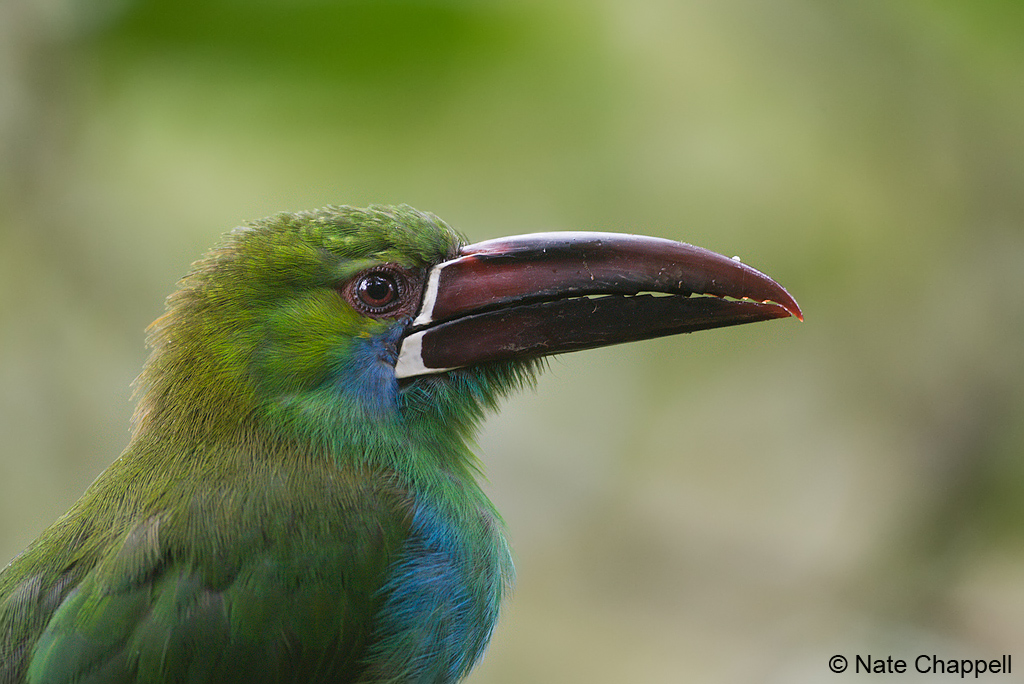 Crimson-rumped Toucanet