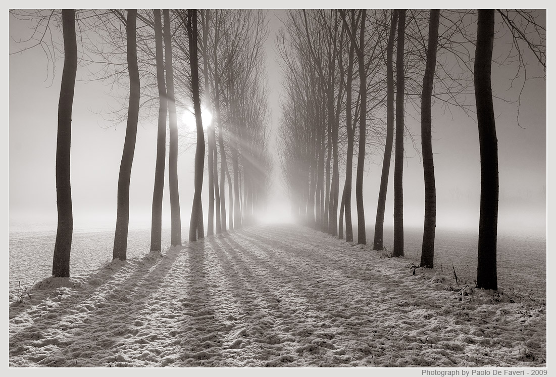 Snow, mist and trees 2