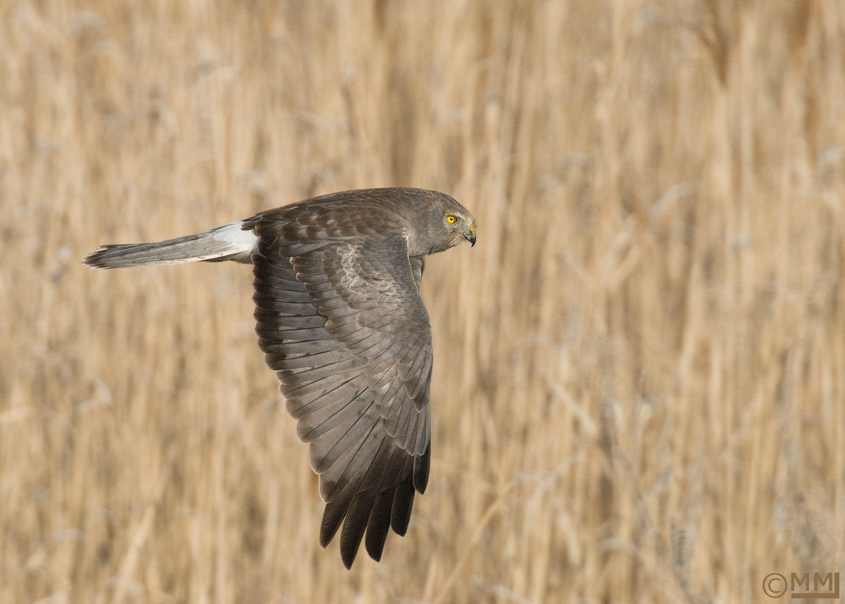 Male Northern Harrier