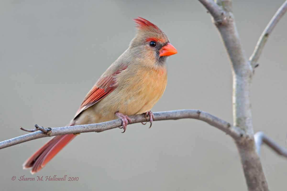 Cardinal