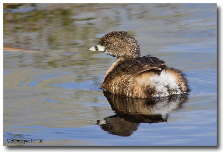 Pied-billed Grebe