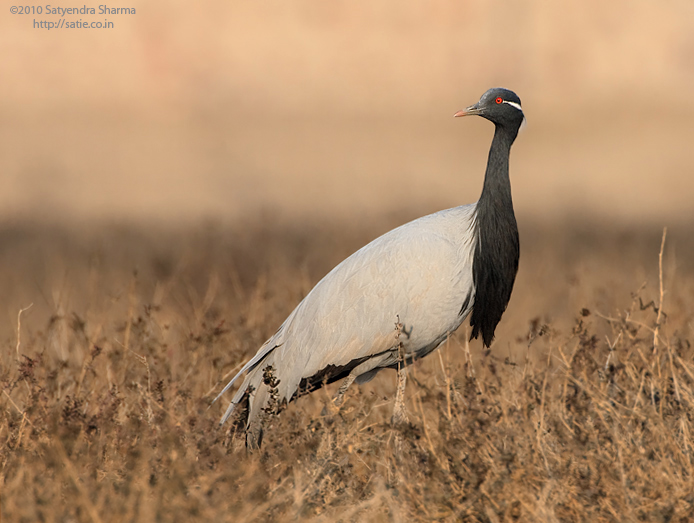 Demoiselle Crane