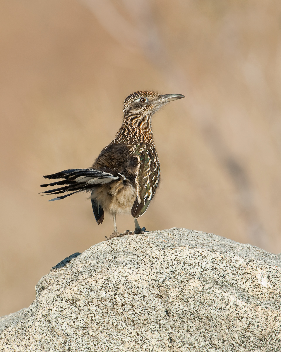 Greater Roadrunner