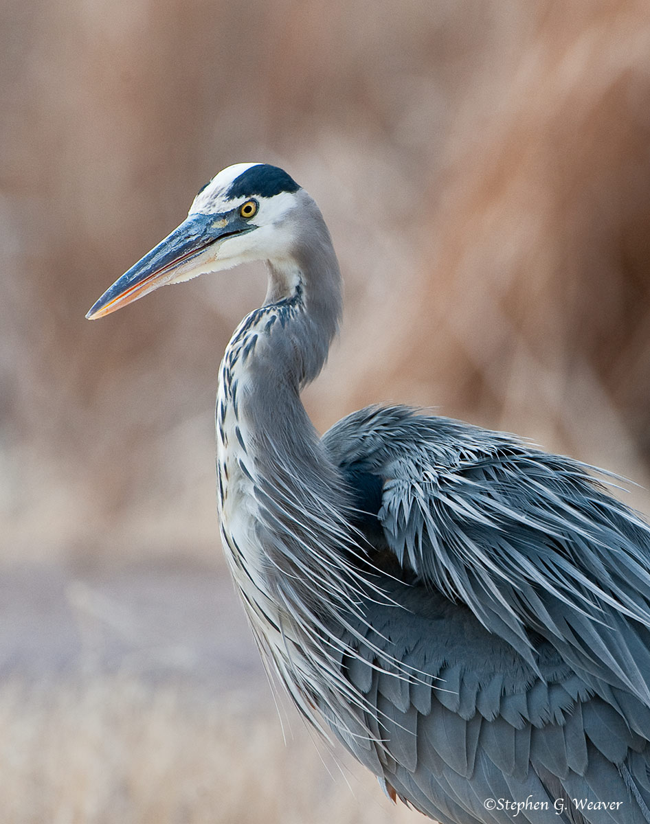 Great Blue Portrait