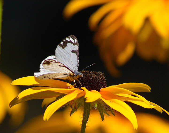 White Pine Butterfly