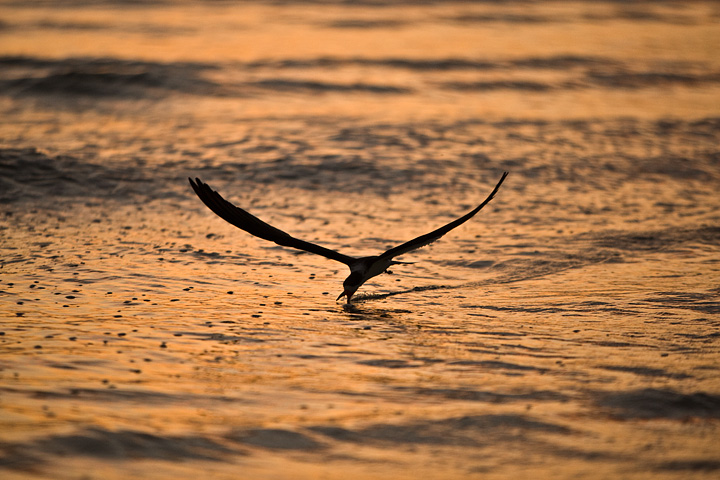 Black Skimmer, skimming