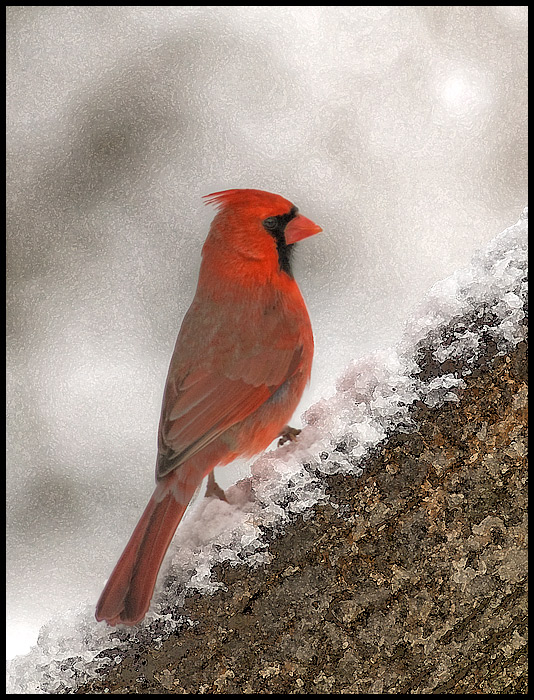 Cardinal