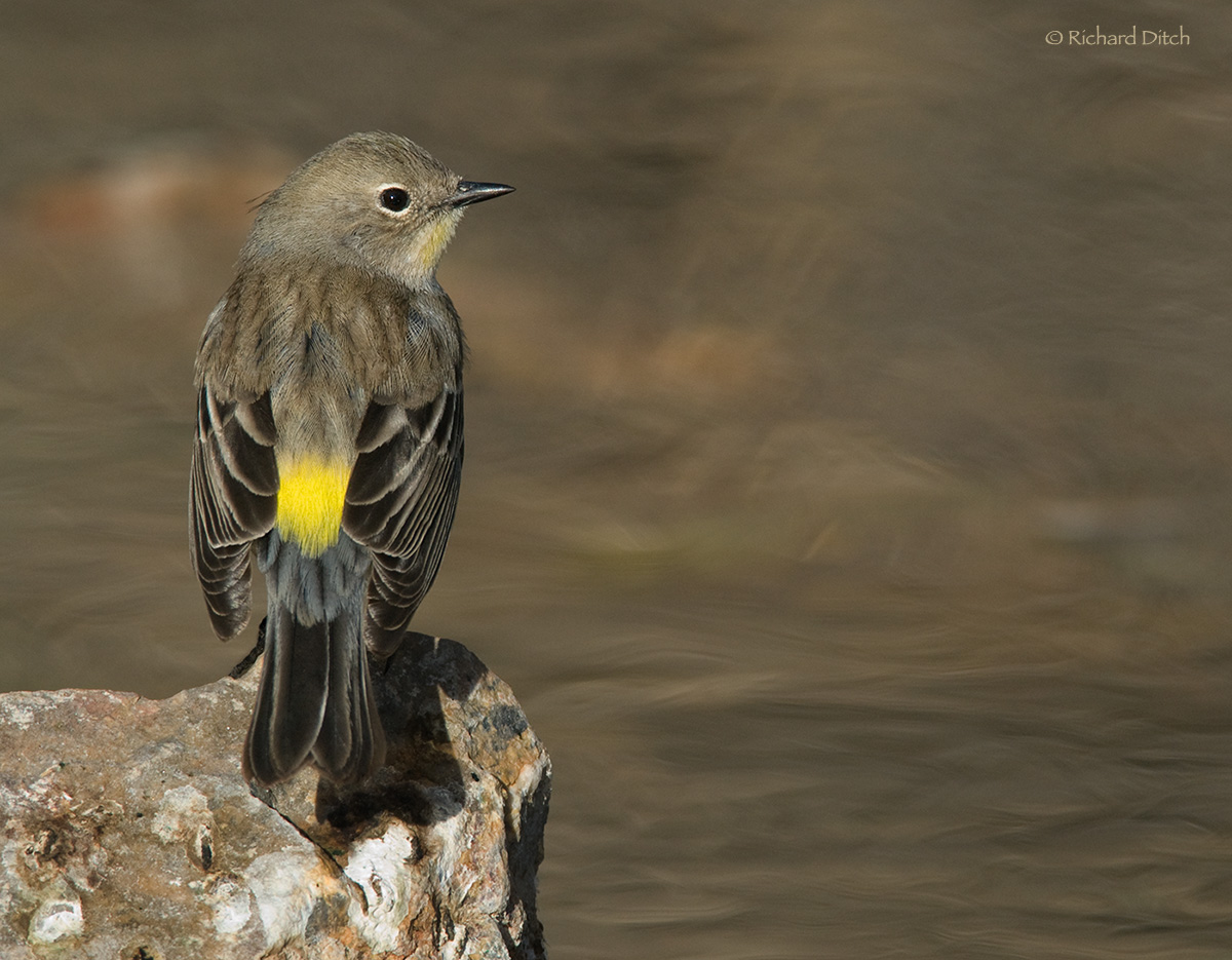 Yellow-rumped Warbler
