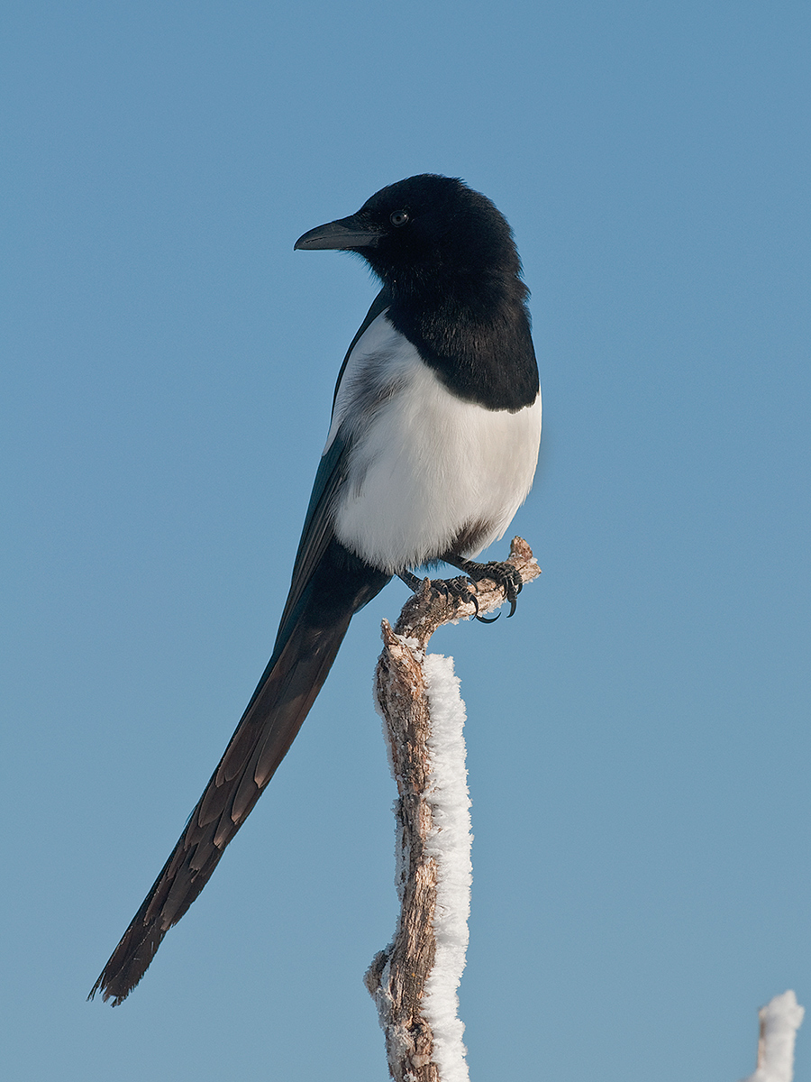 Black-billed Magpie