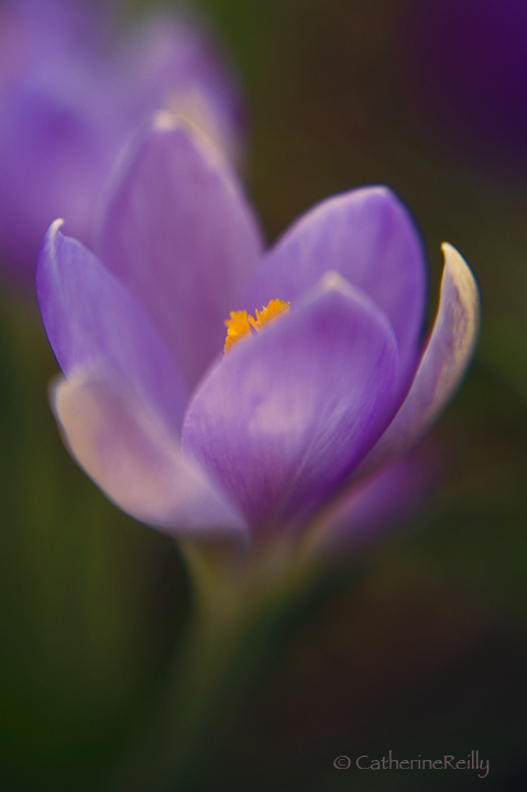 First of the 2010 Crocus