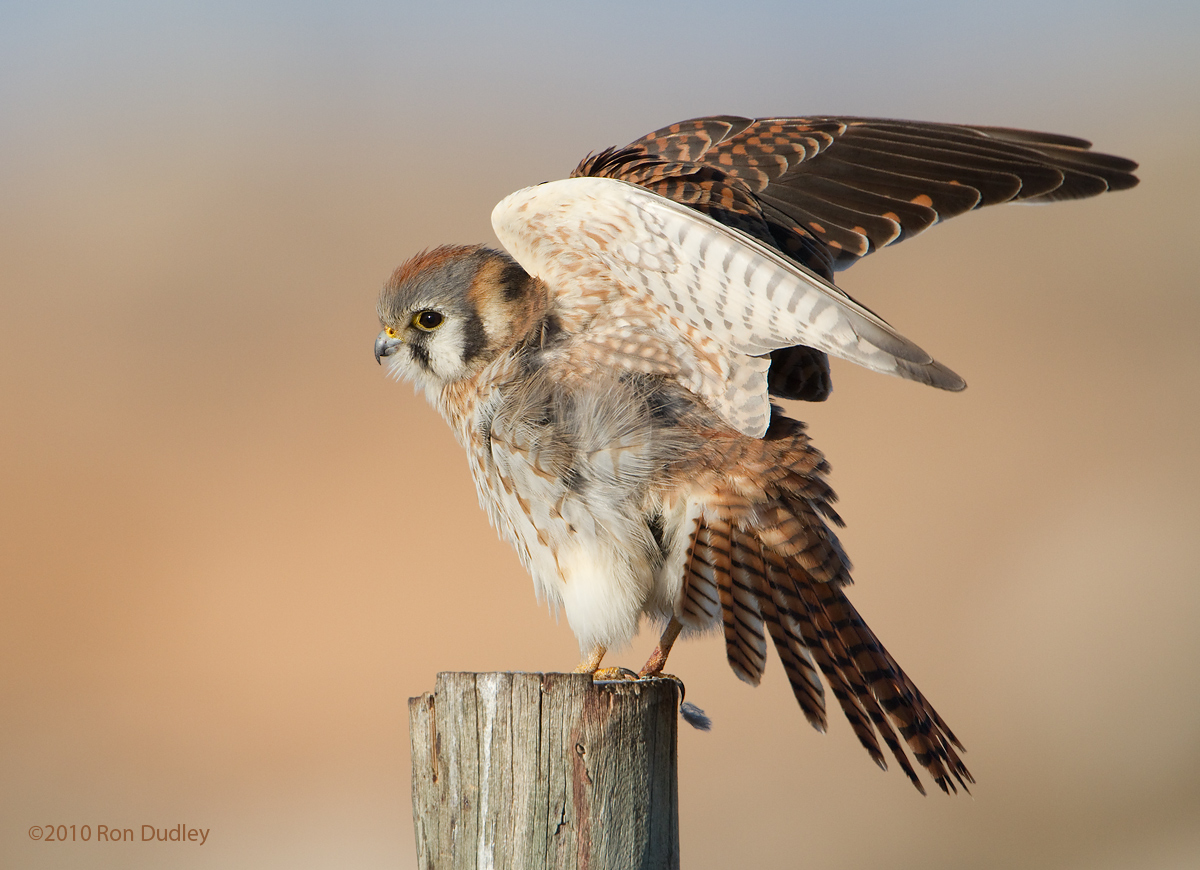 American Kestrel