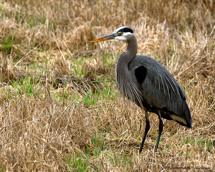 Blue Heron