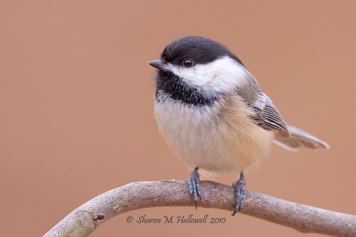 Black-capped Chickadee
