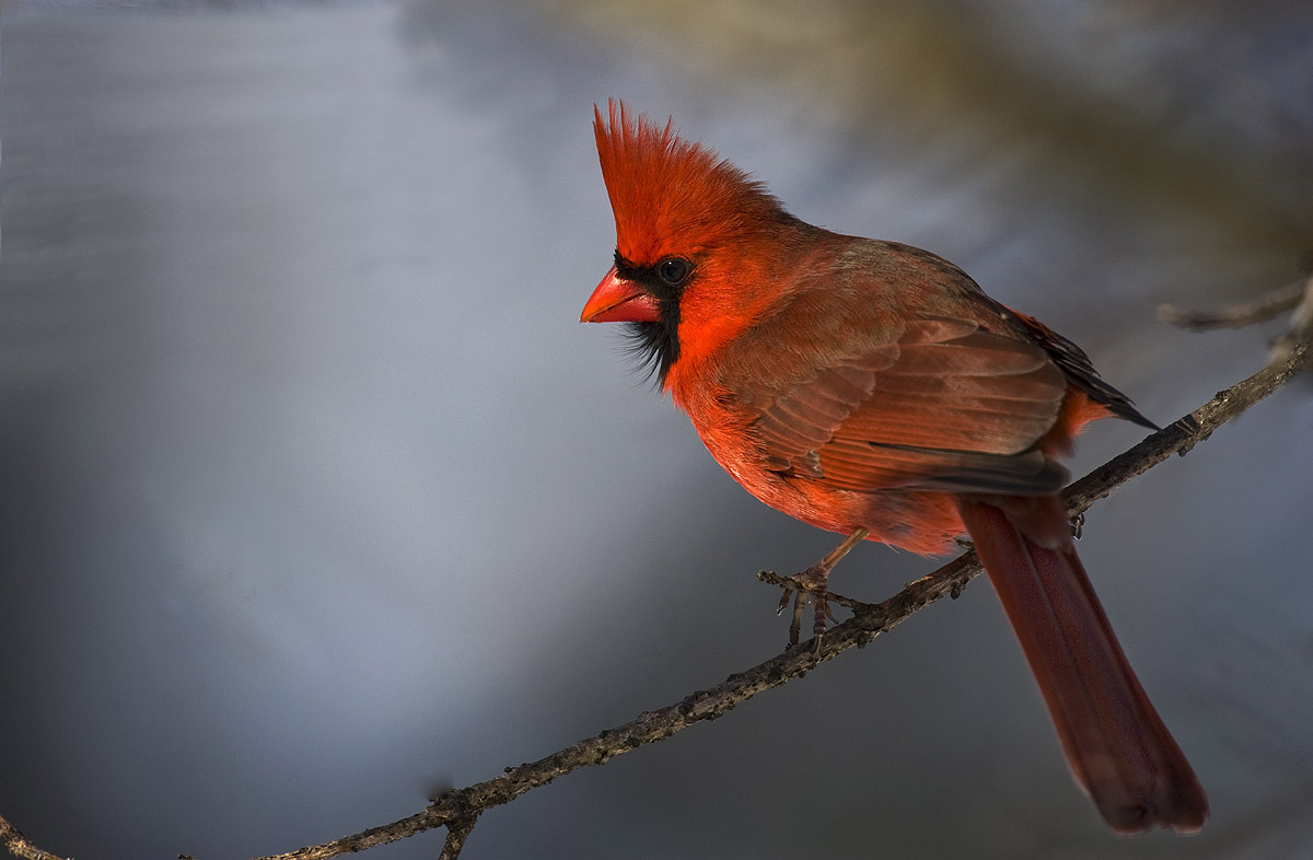 Northern Cardinal 