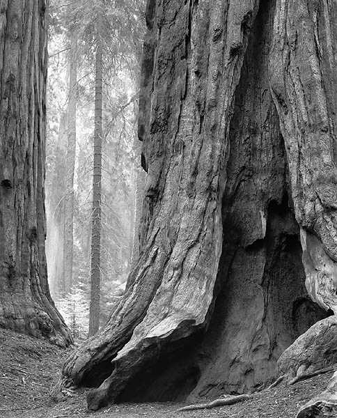 Sequoia trunks and beams