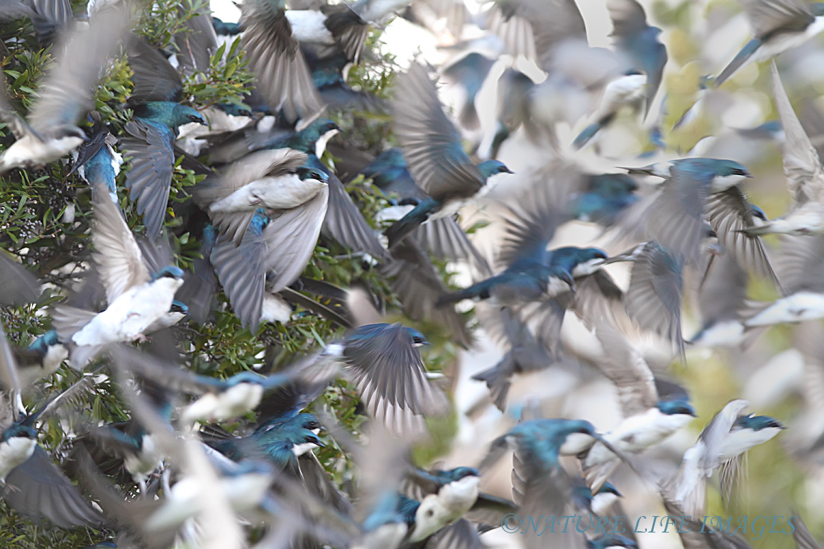 Swallow Raid