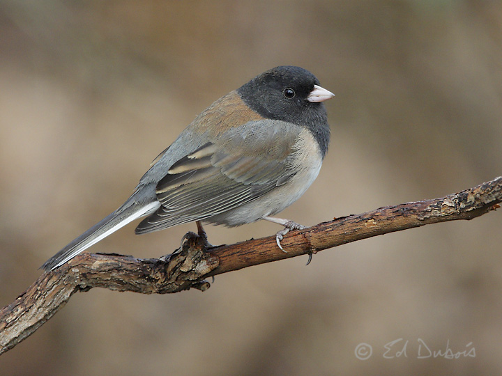 Junco