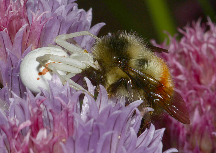 Spider and The Bee