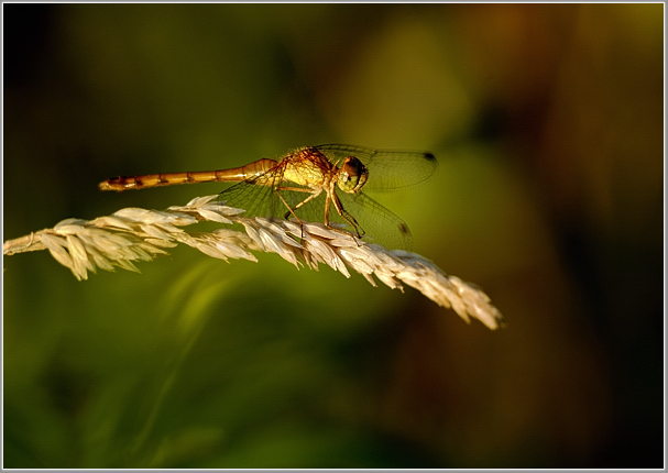 Autumn Meadowhawk