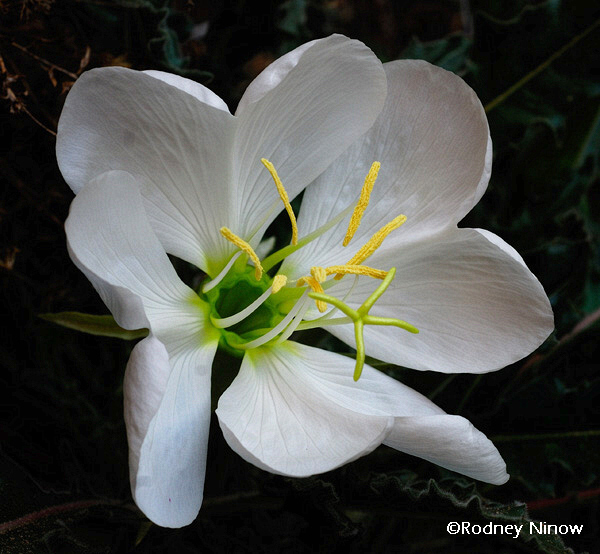 Heart flowers...