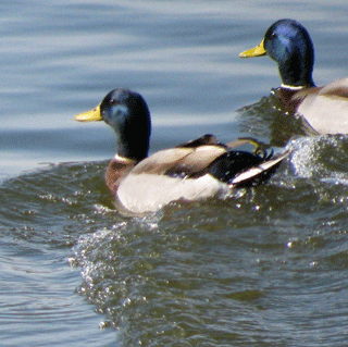 Ducks on the Move