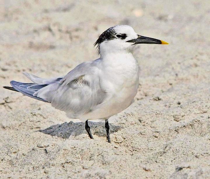 Sandwich Tern