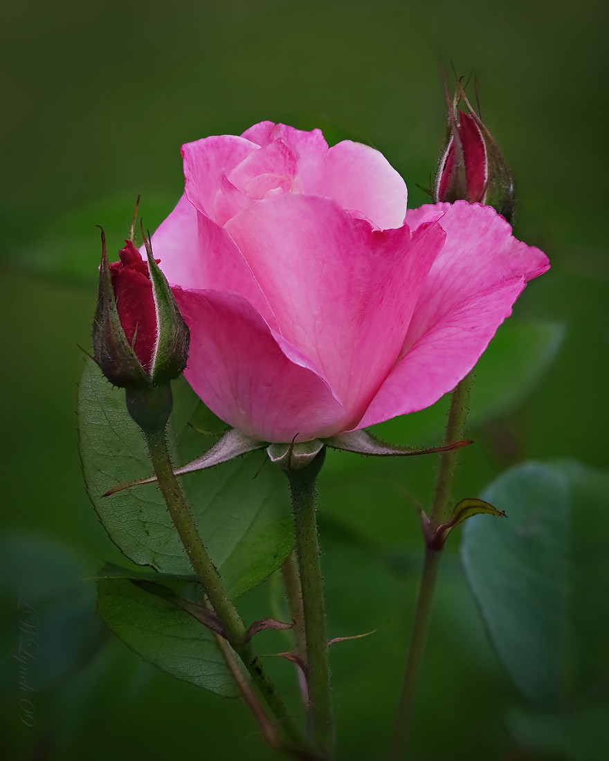 Rose 6 (15)  Simplicity