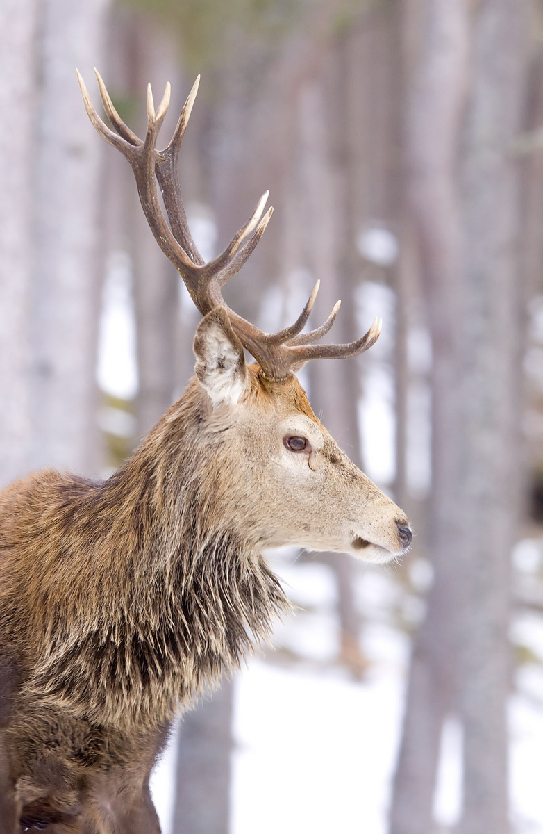 Red Deer