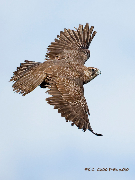 Gyrfalcon (Juvenile)
