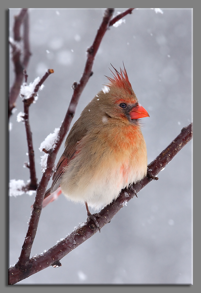 Cardinal in Snow Shower