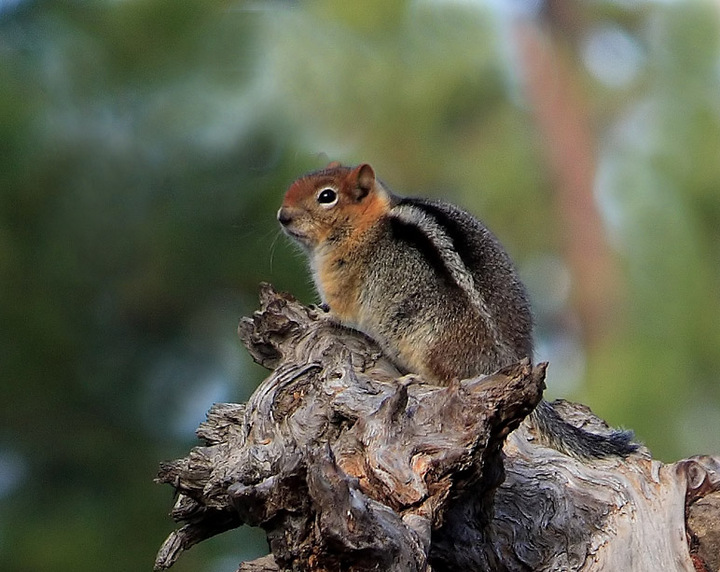 Golden-mantled 