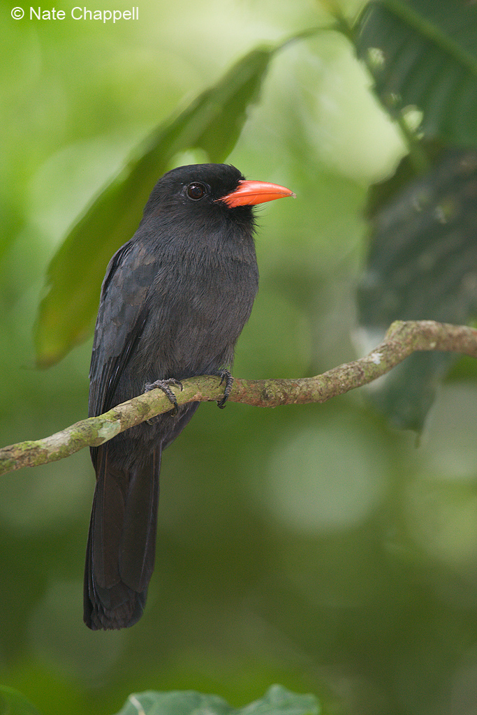 Black-fronted Nunbird