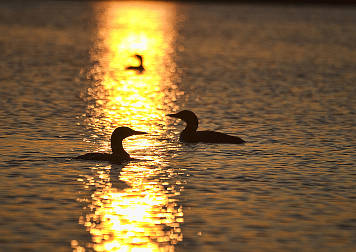 Loons at Sunset