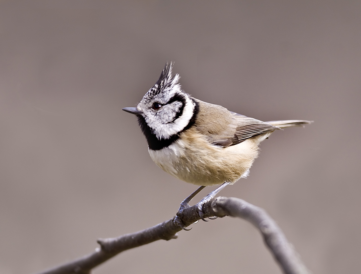 Crested Tit