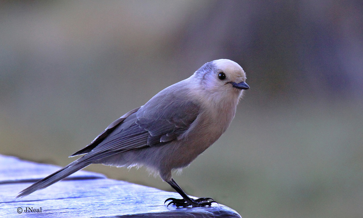 Gray Jay