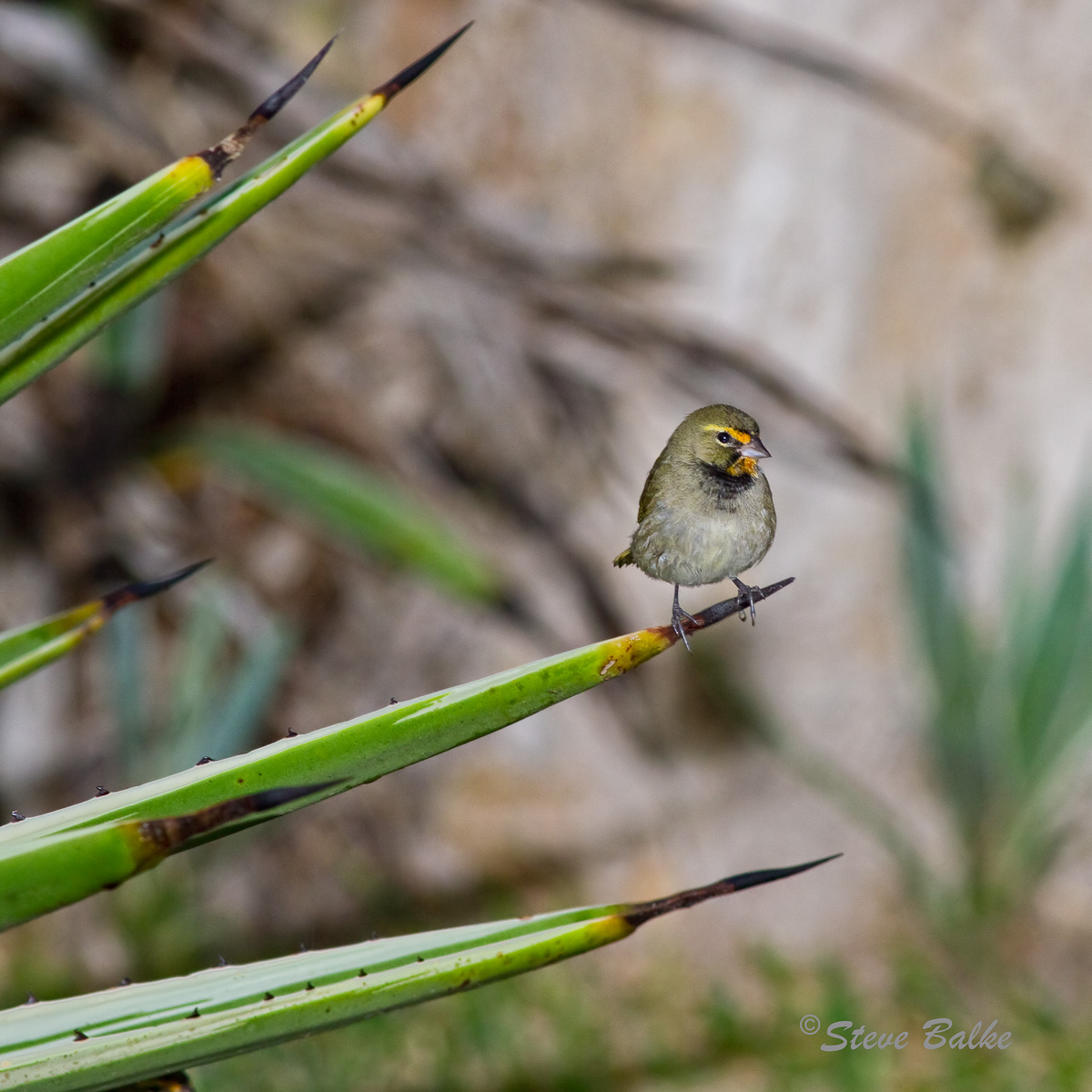 Yellow-faced Grassquit