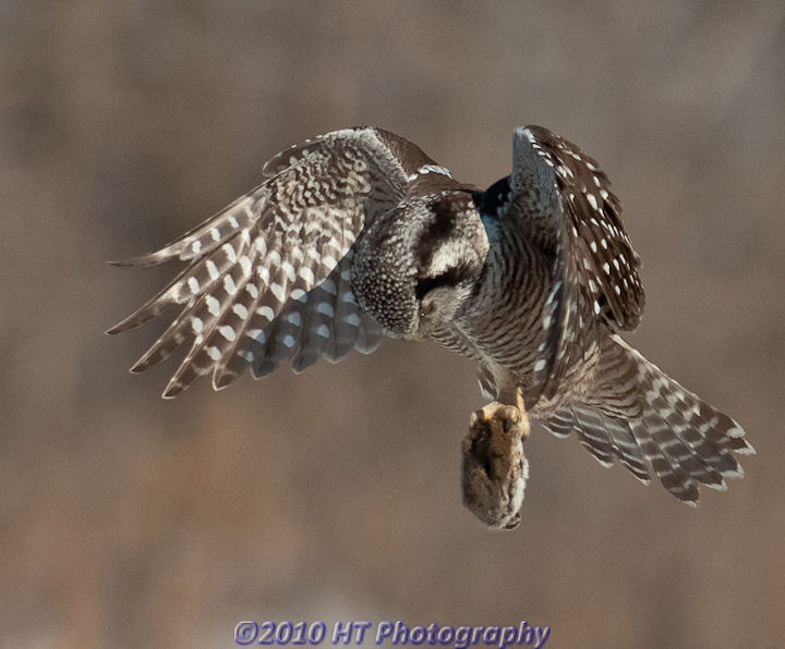 Another Hover shot