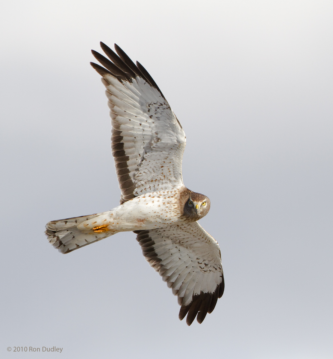 Northern Harrier - male