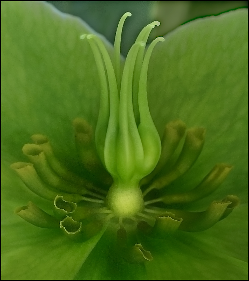 Hellebore