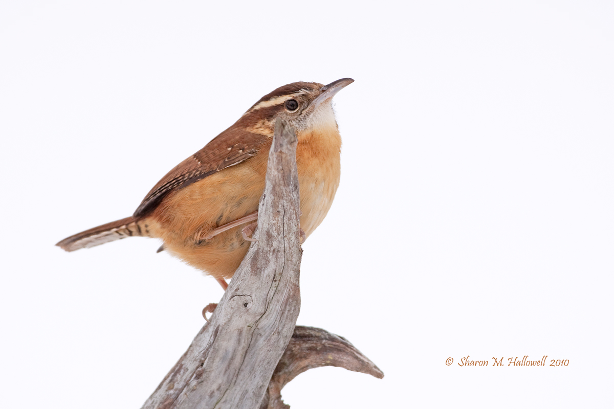 Carolina Wren