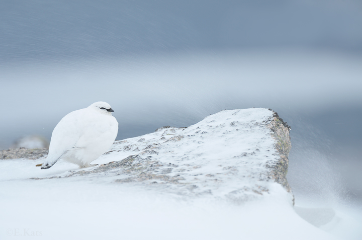 Ptarmigan in snow storm