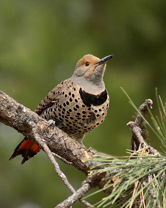 Northern Flicker
