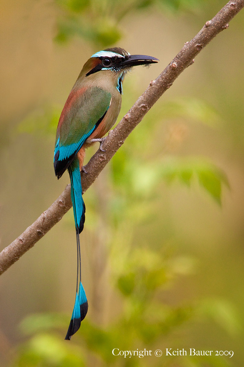 Turquoise Browed MotMot