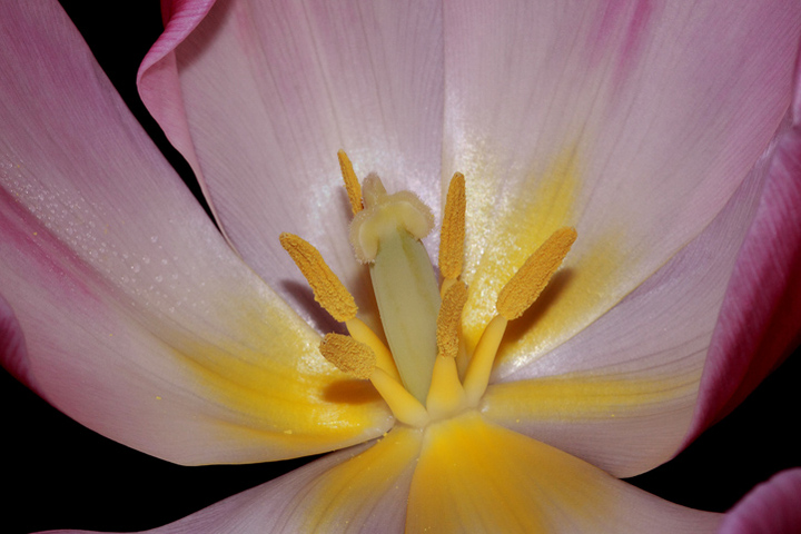 Lavender Tulip